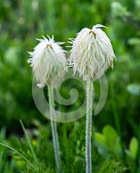 Shaggy Looking Western Seed Heads Grow In Bright Green Field