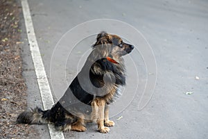 Shaggy lost dog sitting on a gray asphalt road and looking into the distance. Space for text