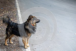 Shaggy lost dog stands on a gray asphalt road and looks into the distance. Space for text