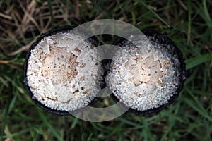 Shaggy mane Coprinus comatus mushrooms in the grass