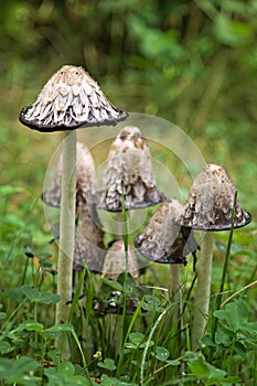 Shaggy Mane Inky Cap mushrooms