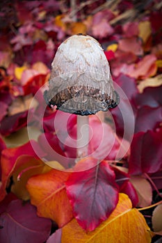Shaggy Mane Mushroom With Colourful Autumn Leaves
