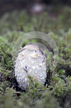 Shaggy Mane mushroom Coprinus comatus growing in moss