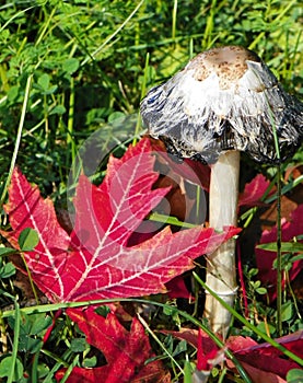 Shaggy Mane mushroom fungus and red Maple leaves
