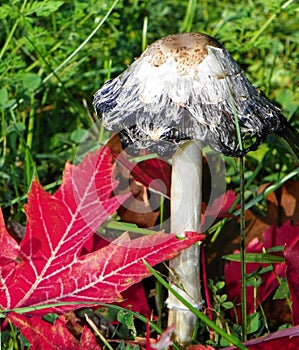 Shaggy Mane mushroom with red fall Maple leaves