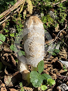 Shaggy Mane mushrooms