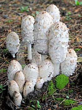 Shaggy Mane Mushrooms - Coprinus Comatus