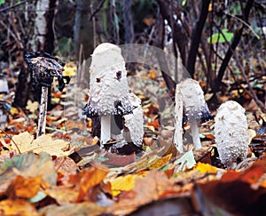 Shaggy mane mushrooms Coprinus comatus fall leaves