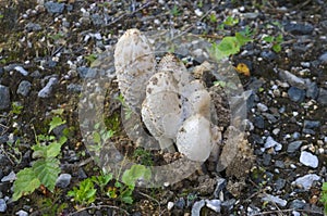 Shaggy mane mushrooms. Latin name Coprinus Comatus. Close-up