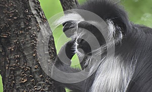 Shaggy Mantled Guereza Monkey Hanging in a Tree