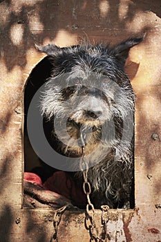 Shaggy old dog chained in a muddy cage looking sad