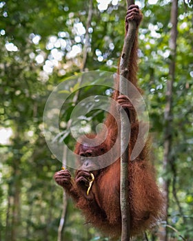 Shaggy orangutan hanging on two trees and eats a banana (Bohorok, Indonesia) photo