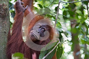 Shaggy orangutan looks back (Bohorok, Indonesia) photo