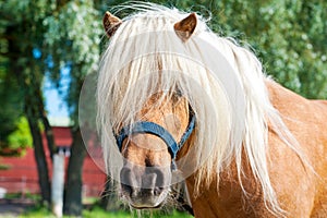 Shaggy palomino shetland pony head. Closeup summetime outdoors i