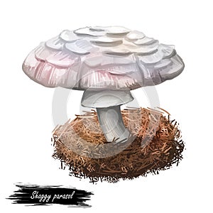 Shaggy parasol, Chlorophyllum rhacodes or rachodes mushroom closeup digital art illustration. Agaric with thick brown scales.