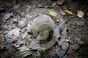 Shaggy parasol fungus on the forest floor