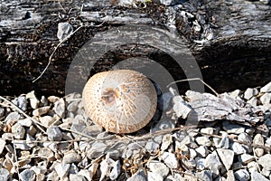 Shaggy parasol, mushroom