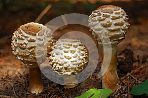 Shaggy Parasol Mushroom
