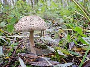 Shaggy parasol mushroom