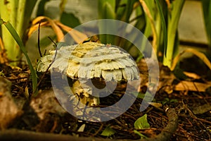 Shaggy Parasol Mushroom (Chlorophyllum rhacodes)