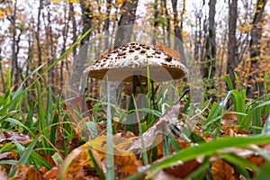 Shaggy Parasol mushroom in a forest. Chlorophyllum rhacodes