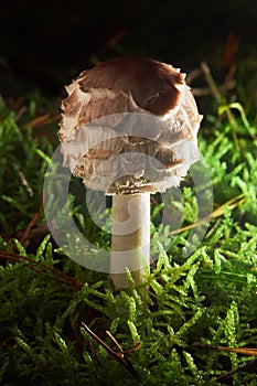 A shaggy parasol mushroom growing in the forest
