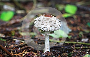 A shaggy parasol mushroom Macrolepiota rhacodes