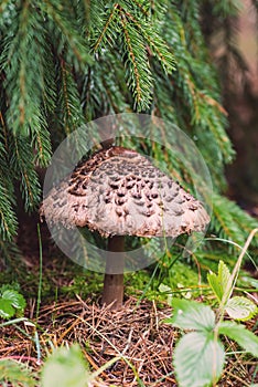 Shaggy parasol mushroom in a mixed forest