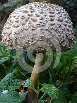 Shaggy Parasol mushrooms spectacular, upstanding, and outstanding. photo