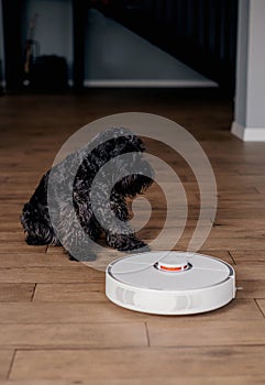 shaggy pet dog with robot vacuum cleaner, smart home system