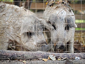 Shaggy pigs in an enclosure