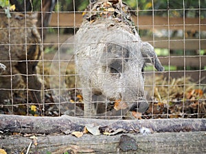 Shaggy pigs in an enclosure