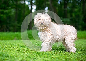 A shaggy Puli sheepdog mixed breed dog with curly hair