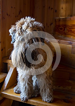 A shaggy sad dog sits on the wooden steps inside the house