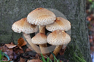 Shaggy scalycap mushroom in front of tree in forest in the Netherlands photo