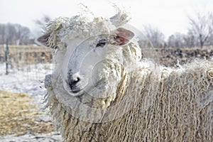 Shaggy sheep
