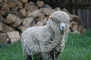 Shaggy sheep