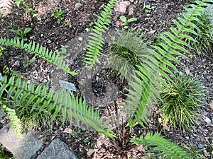 The Shaggy Shield Fern Dryopteris atrata, Shaggy wood fern, ElefantenrÃ¼sselfarn oder ElefantenrÃ¼ssel-Farn / The Botanical Garden