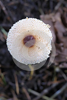 Shaggy-stalked parasol Lepiota clypeolaria