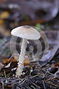 Shaggy-stalked parasol Lepiota clypeolaria close up