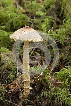 Shaggy-stalked parasol Lepiota clypeolaria on a mossy forest floor