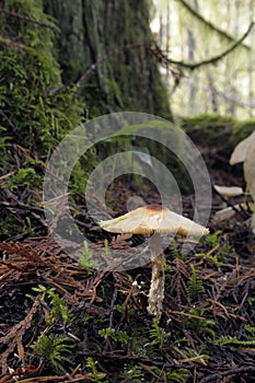 Shaggy-stalked parasol Lepiota clypeolaria mushroom growing at the base of a mossy tree