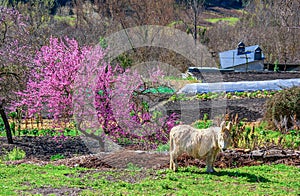 Shaggy ungroomed donkey with long light hair, beautiful flowering almond tree and plowed land in a mountain village in spring. Gal photo