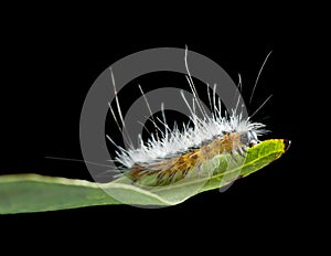 Shaggy vermin caterpillar on leaf edge
