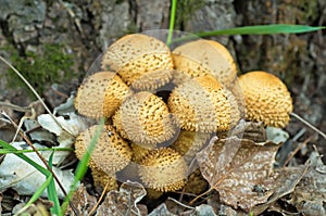 Shaggycap mushrooms (Pholiota squarrosa)