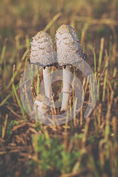 Shaggymane - Coprinus comatus