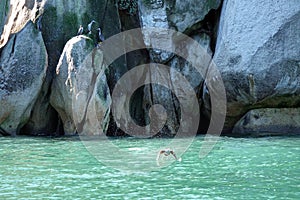 Shags on rock in Abel Tasman National Park, New Zealand