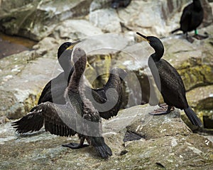 Shags. Youngster and adults