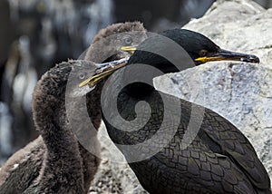 Shags. Youngsters and adult.