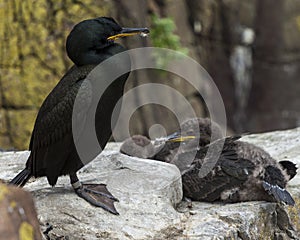 Shags. Youngsters and adult.